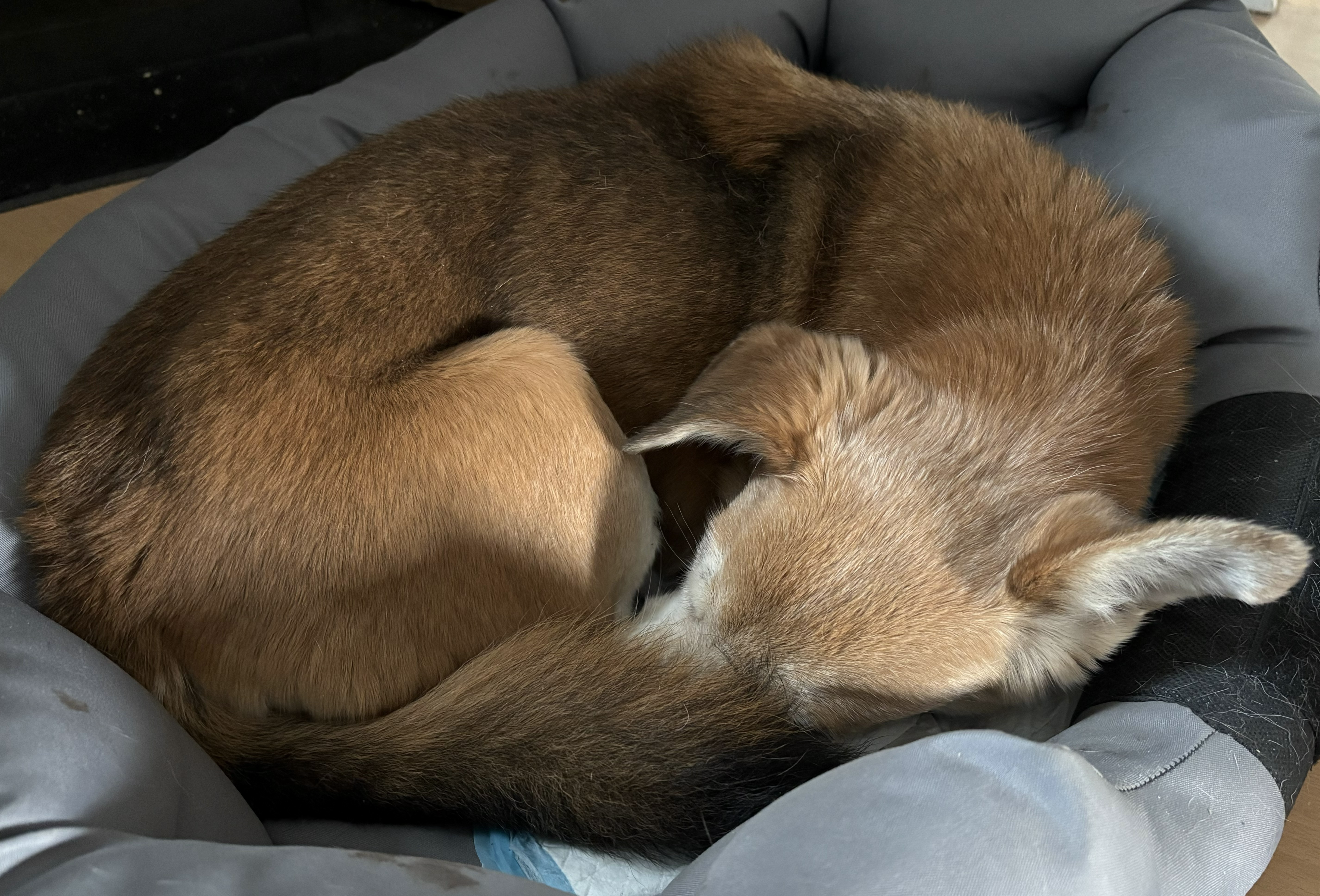 My dog peacefully sleeping